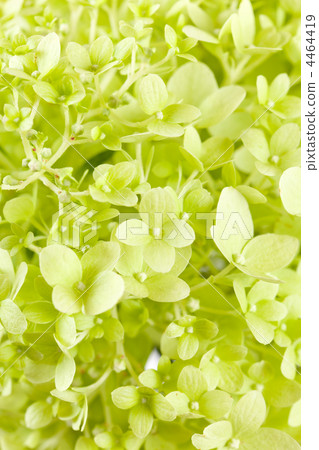 beautiful hydrangea beautiful hydrangea 4464419