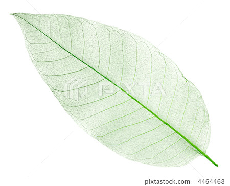dried green leaf isolated on white 4464468