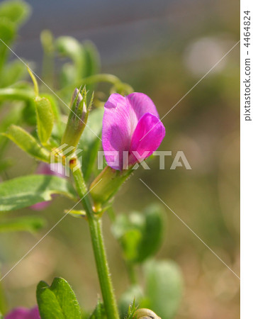 卡拉蘇諾豌豆 卡拉蘇諾豌豆 4464824