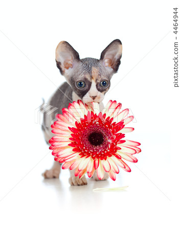 Canadian sphynx kitten with African daisy flower in her mouth 4464944