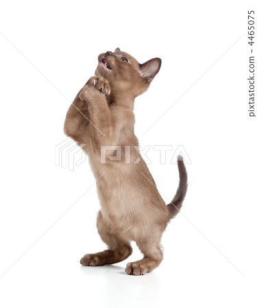 Funny kitten begging for something Funny kitten begging for something 4465075