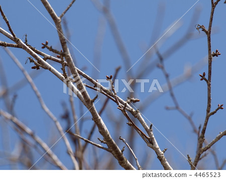 Cherry blossoms in Kushiro who bloom late in Japan Cherry blossoms in Kushiro who bloom late in Japan 4465523