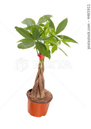 braided pachira isolated over a white background 4465911