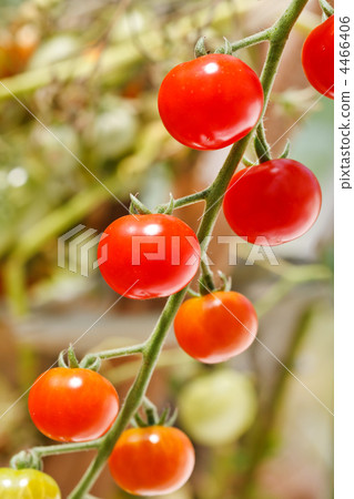 garden tomatoes 4466406