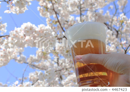賞花!櫻花下的啤酒! 賞花!櫻花下的啤酒! 4467423