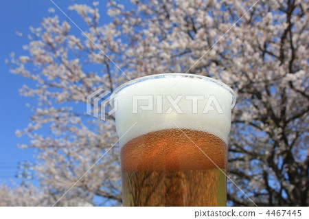 Cherry-blossom viewing! Beer under the cherry blossoms! 4467445