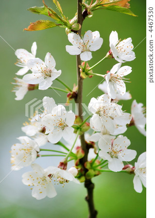 spring flowers 4467530
