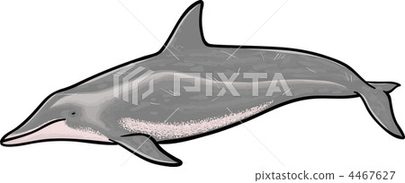 海洋動物 dolphin 海豚 4467627