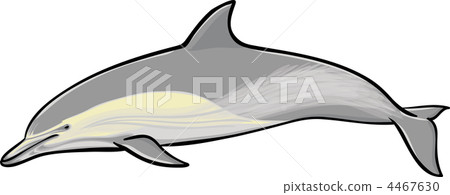 dolphin 海豚 4467630