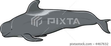 鯨魚 海豚 4467632