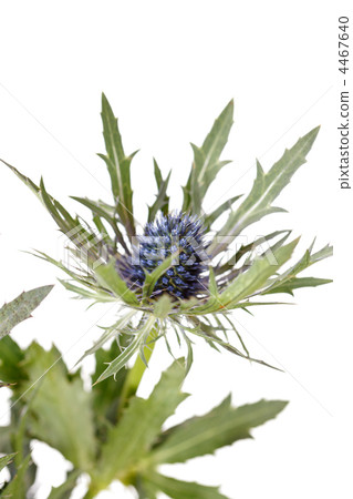 exotic sharp flowers 4467640