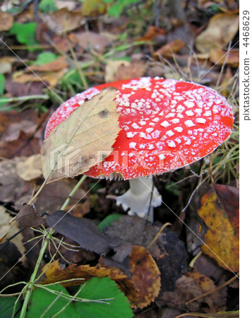 red fly agaric 4468629