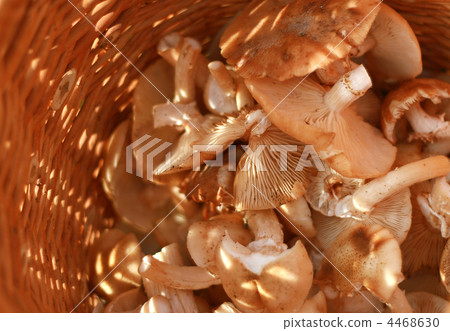 basket with eatable mushrooms basket with eatable mushrooms 4468630