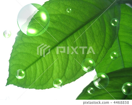 green lemon leaf with abstract air bubbles green lemon leaf with abstract air bubbles 4468838