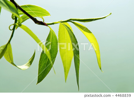 close up of fresh green foliage close up of fresh green foliage 4468839