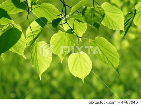 green leaves glowing in sunlight green leaves glowing in sunlight 4468840