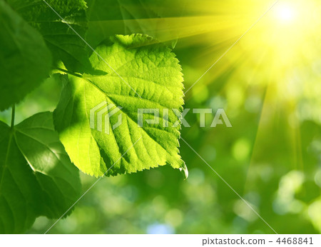 closeup of green leaf and sun beams closeup of green leaf and sun beams 4468841