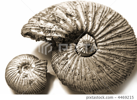 fossilized ammonite fossilized ammonite 4469215