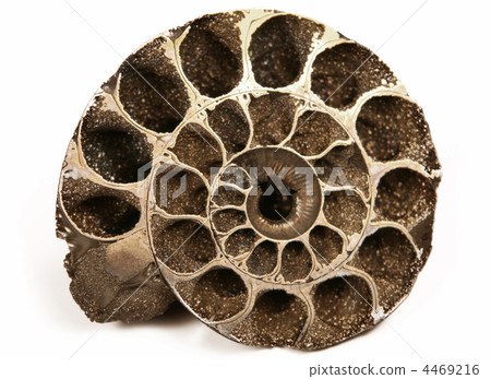 cockleshell cockleshell 4469216