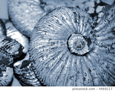 shell background shell background 4469217