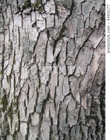 bark texture bark texture 4469277