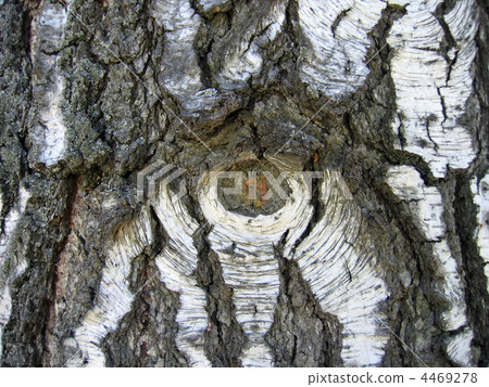 birch bark background birch bark background 4469278