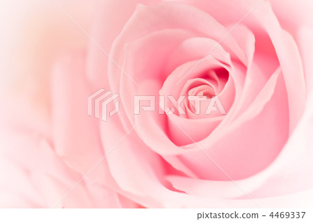 Rose: Sweet Aberrancha 4469337