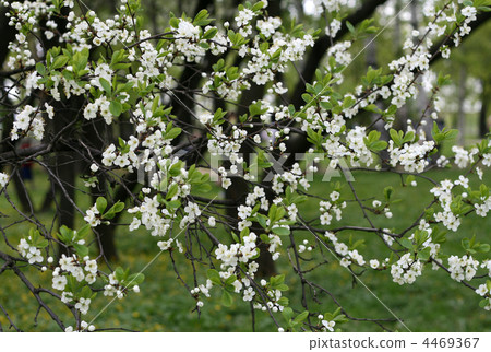 blossoming tree 4469367