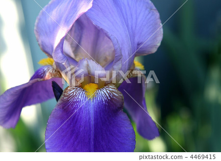 closeup of beautiful iris flower 4469415