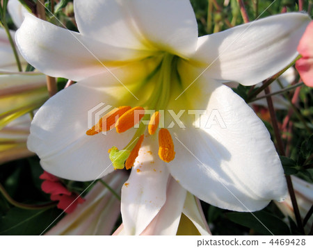beautiful white lily 4469428