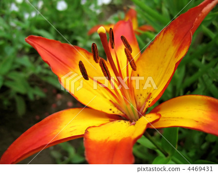 yellow and red lily flower 4469431