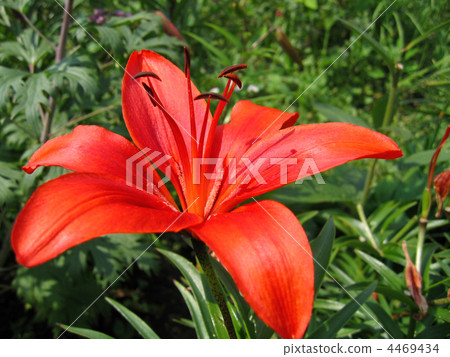 beautiful red lily 4469434