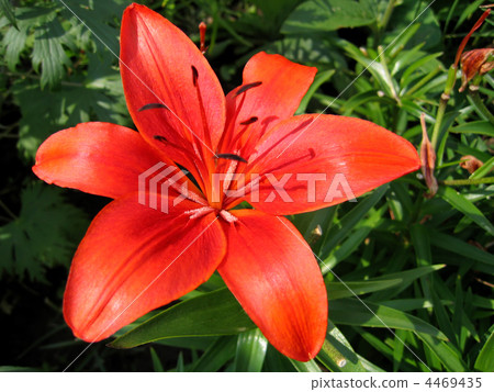 beautiful red lily 4469435