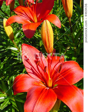 beautiful red lily flower 4469436