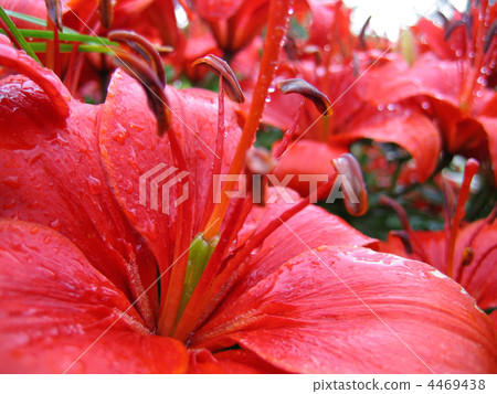 closeup of red lily with raindrops 4469438