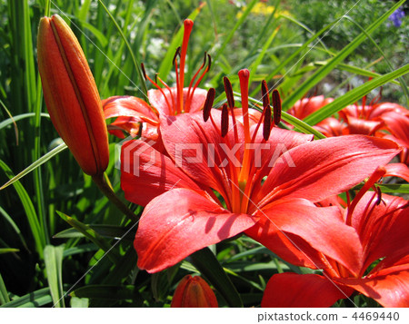beautiful red lily 4469440