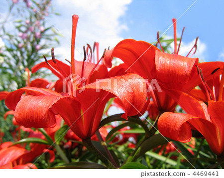 beautiful red flowers 4469441