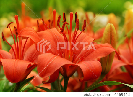 beautiful red lily 4469443