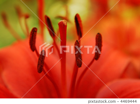 closeup of beautiful red lily 4469444