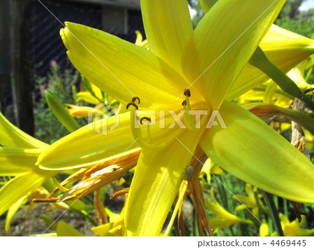 beautiful yellow flower 4469445