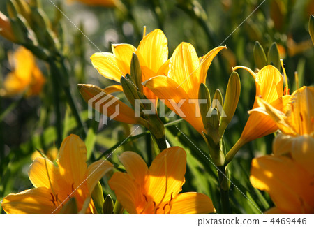 beautiful yellow flowers beautiful yellow flowers 4469446