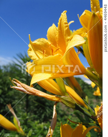 yellow flowers 4469448