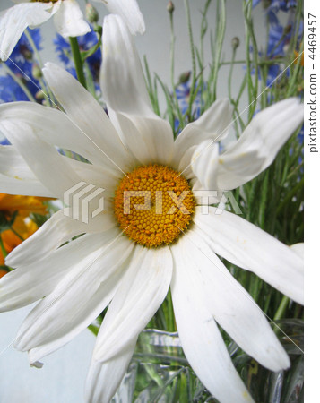 big chamomile big chamomile 4469457