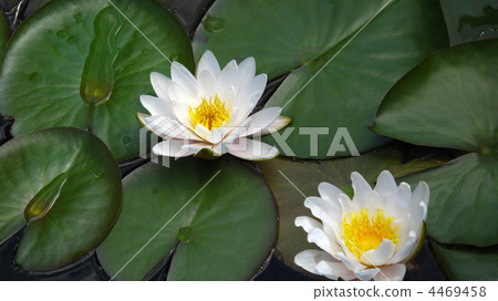 blooming water lilies 4469458