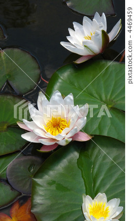blooming water lilies blooming water lilies 4469459