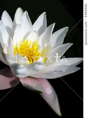 blooming white water lily 4469460