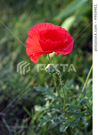 red poppy flower 4469461