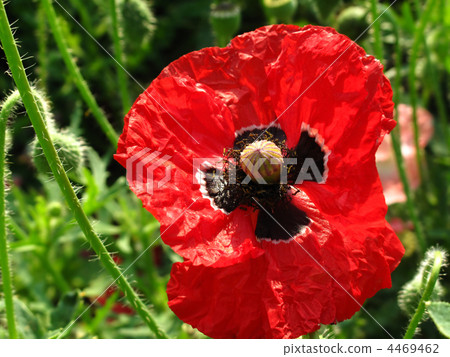 red poppy red poppy 4469462