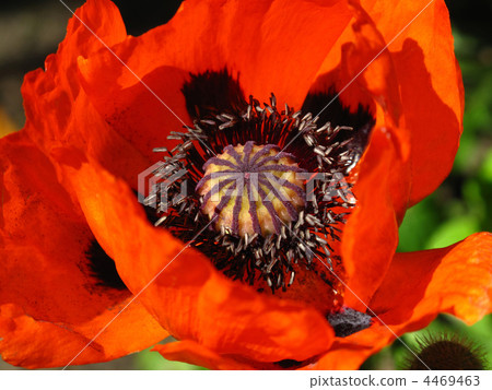 blooming red poppy close up blooming red poppy close up 4469463