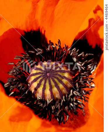blooming red poppy close up blooming red poppy close up 4469464